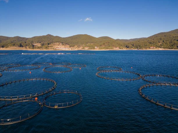 istock Salmon fish farm in the river aerial view 1455205076