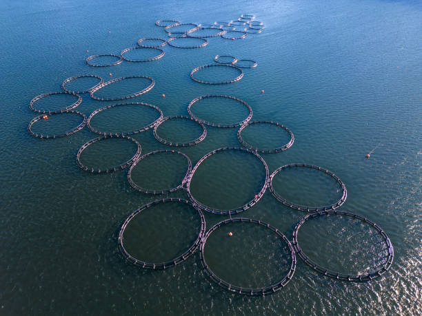 лососевая рыбная ферма в речной аэрофотосне - catch of fish water river salmon стоковые фото и изображения