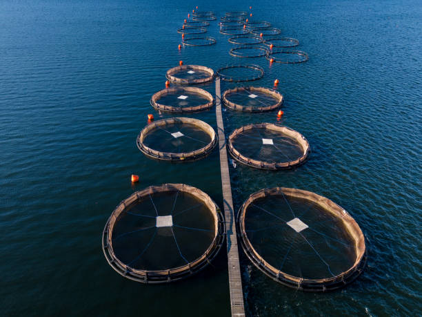 istock Salmon fish farm in the river aerial view 1455205180