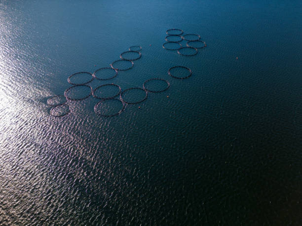 лососевая рыбная ферма в речной аэрофотосне - catch of fish water river salmon стоковые фото и изображения