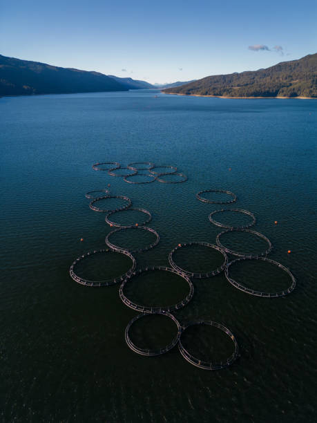 лососевая рыбная ферма в речной аэрофотосне - catch of fish water river salmon стоковые фото и изображения