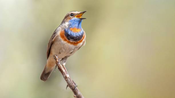 istock Colorful bird perching on a twig 1455205615