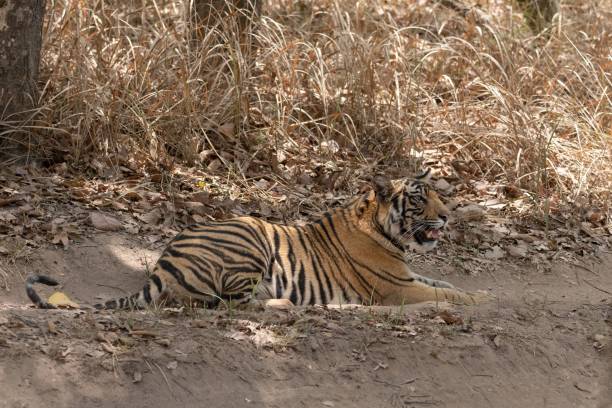 istock A wild tiger lying in the forest in India 1455207001
