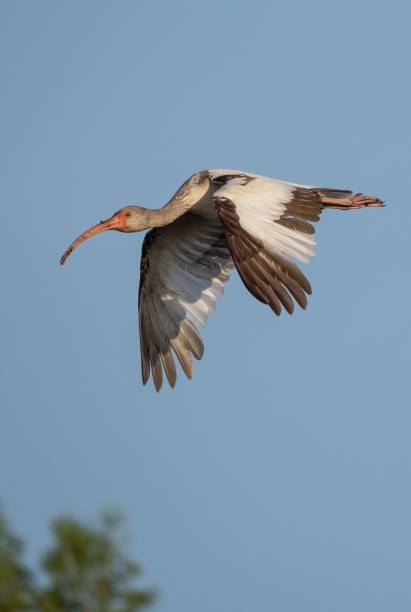 istock Vertical shot of a white gray stork flying in a blue sky 1455207163
