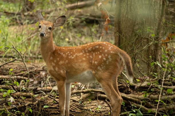 istock Closeup of a young Roe deer in a dry forest 1455207214