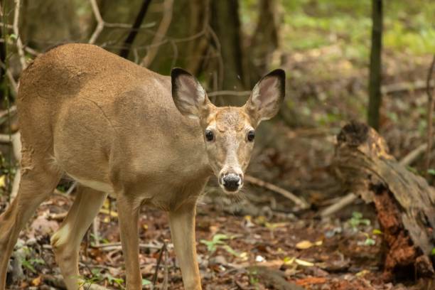 istock Closeup of a young Roe deer in a dry forest 1455207216
