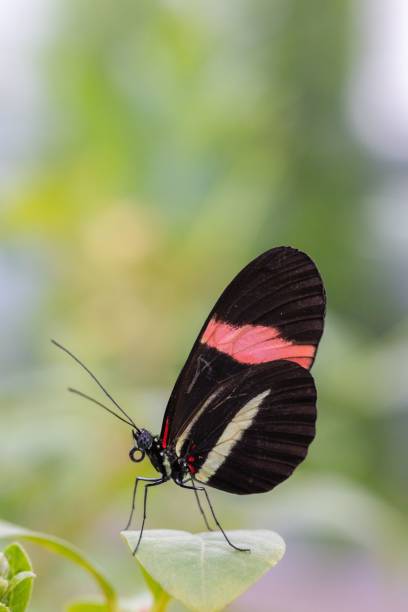 istock Vertical shot of a butterfly with colorful wings perched on a leaf on a blurred background 1455207267