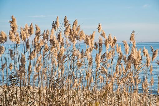 Common reed Phragmites australis on blue sky and sea in summer day