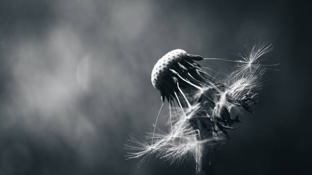 istock Grayscale closeup of a blown dandelion facing the sunlight on a blurred background 1455207772