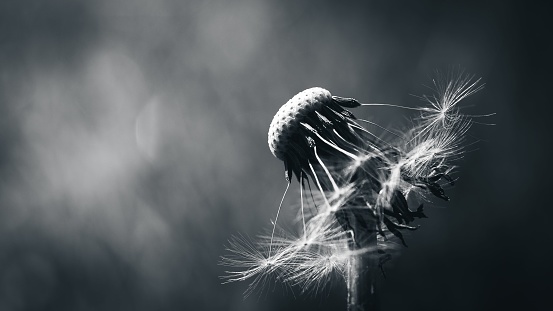 A grayscale closeup of a blown dandelion facing the sunlight on a blurred background