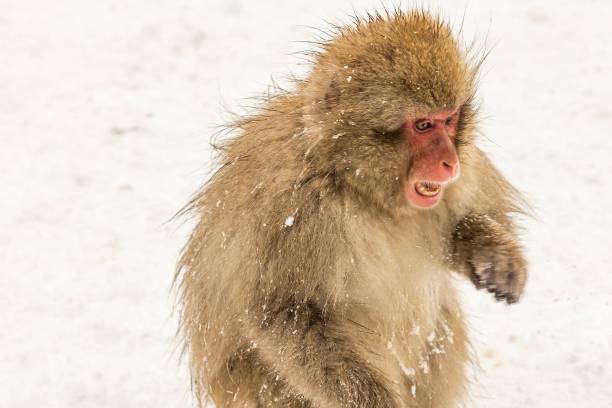 istock Selective of a Japanese macaque (Macaca fuscata) in a snowy area 1455207795