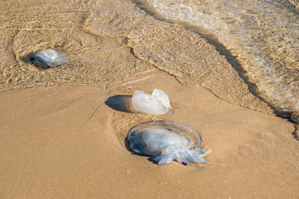 istock Jellyfish on sand beach closeup 1455207903
