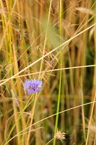 istock Vertical shot of a cornflower on the blurry background 1455207955