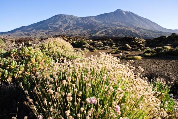 istock The Teide volcano in Tenerife 1455207962