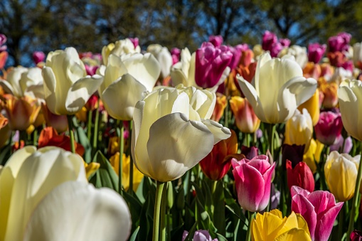 A closeup shot of tulip flowers blooming in a garden