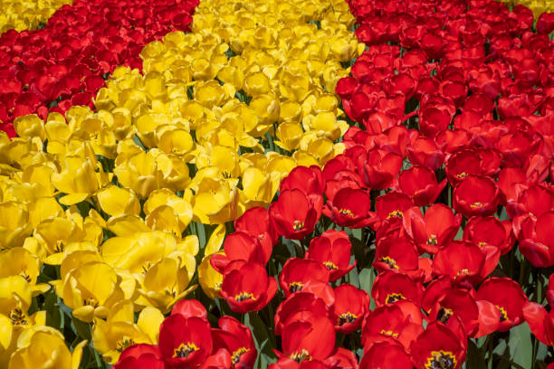 The red and yellow tulips outdoors on a sunny day