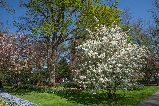 A park view with different trees and flowers on a sunny day