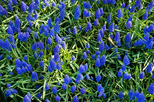 A beautiful shot of a grape hyacinth bulbs- perfect for backgrounds and wallpapers