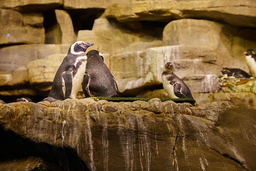 A closeup of the three penguins standing on a rock in Shedd Aquarium Chicago