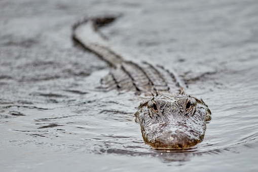 A closeup of an alligator swimming in the tranquil river in Florida Everglades
