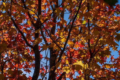 A closeup shot of American sweetgum during autumn