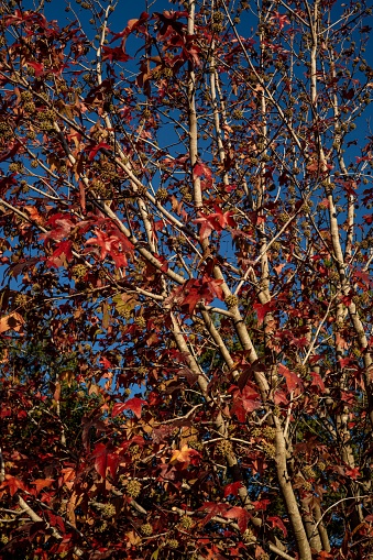 A vertical shot of American sweetgum during autumn