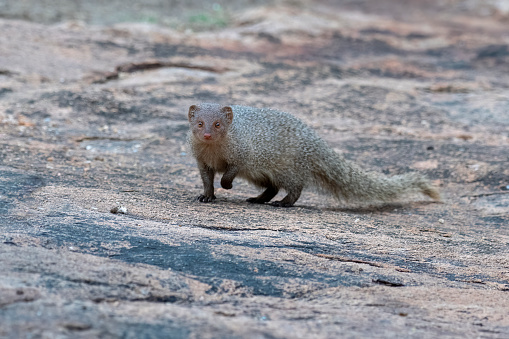 Indian grey mongoose (Urva edwardsii) observed in Hampi in Karnataka in India