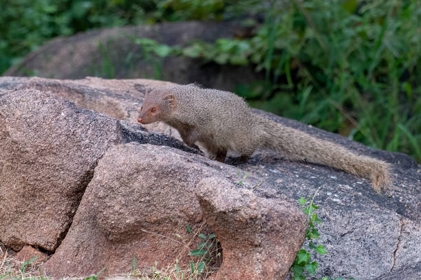 istock Indian grey mongoose or Urva edwardsii observed in Hampi, India 1455208382