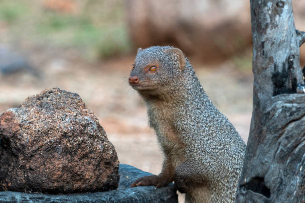 istock Indian grey mongoose or Urva edwardsii observed in Hampi, India 1455208389