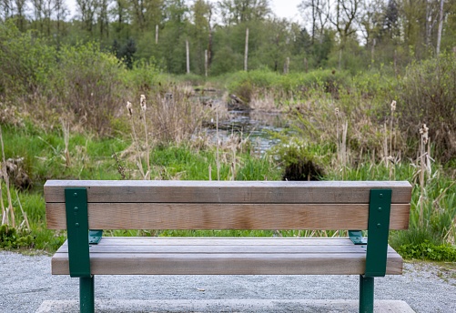 A selective focus shot of wooden bench with trees in the background