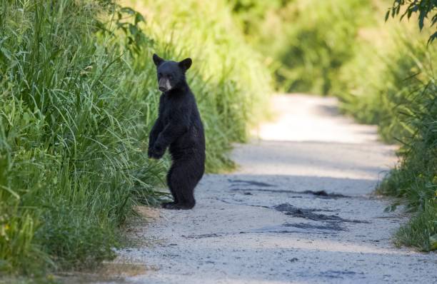istock Baby black bear (Ursus americanus) near the grass 1455208440