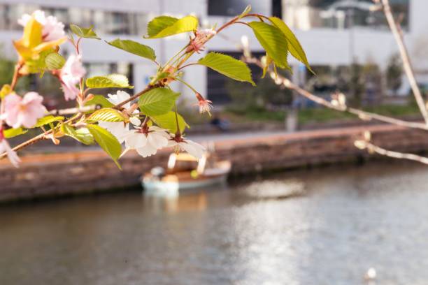 istock Branch of cherry blossom on a sunny river bay 1455208759