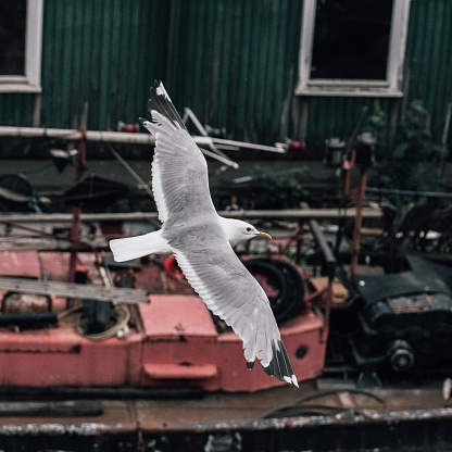 A seagull flies near some boats