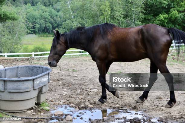 Kuda Coklat Tua Di Sebuah Peternakan Foto Stok - Unduh Gambar Sekarang - Alam, Cahaya - Fenomena alam, Fotografi - Citra - iStock
