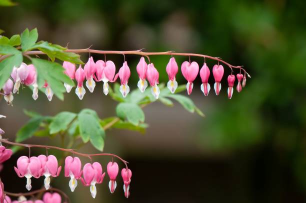 istock Bleeding Heart Flowers, Dicentra spectabilis, 1455209272