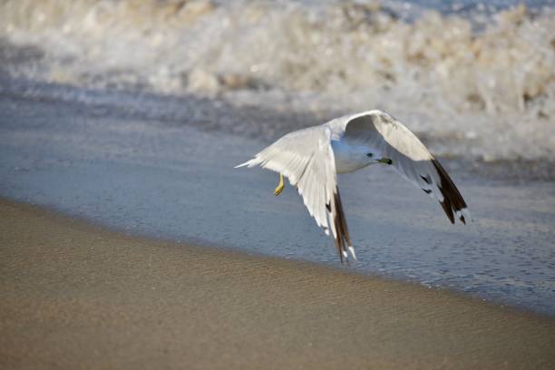 istock Beautiful view of seagull flying on the beach 1455209683