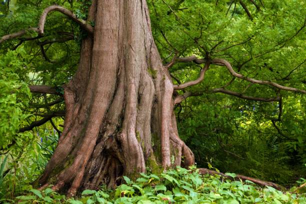 A closeup shot of a big tree with strong roots