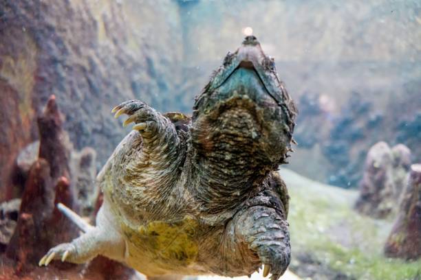 istock Closeup of an alligator snapping turtle, Macrochelys temminckii. Selected focus. 1455210018