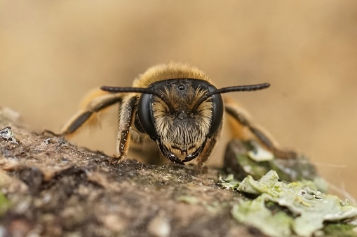 Frontal facial closeup on a rarely photographed female solitary mining bee, Andrena albofasciata  sitting on a piece of wood