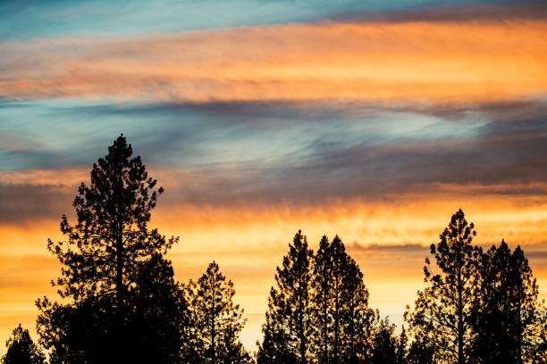 istock Scenic sunset above the dense forest with high green trees 1455210165
