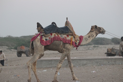 Pushkar, Rajasthan/India - November 2019 : Tourists enjoying camel cart ride at pushkar camel fair