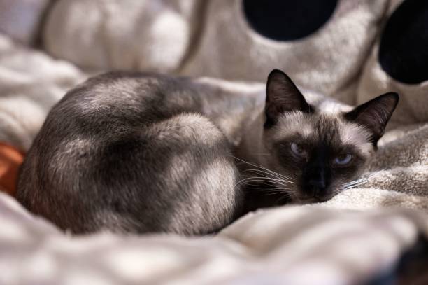 istock Selective focus shot of a cat resting on a cat bed 1455210221