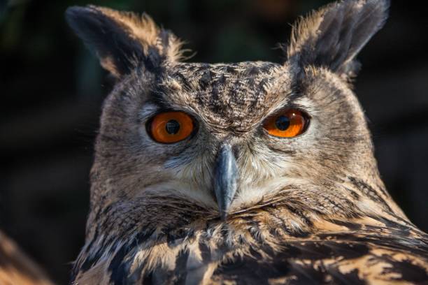 istock Closeup shot of an owl 1455210426