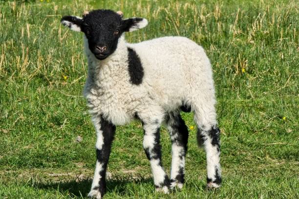 istock Close up of a lamb looking towards camera 1455211376
