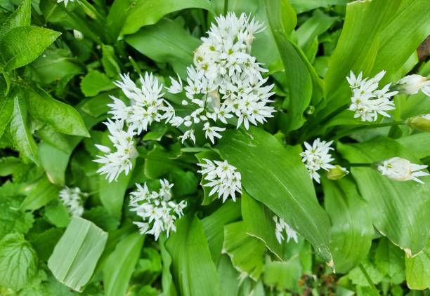 istock Flowering wild Garlic ready for foraging 1455211378