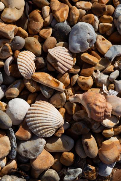 Sea shell with sea and beautiful colorful stones jaspers