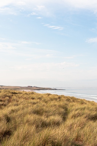 A vertical view of grassy dunes on the shore on blue sky background in Bamburgh, Northumberland, England