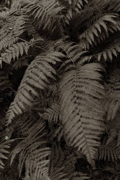 istock Vertical grayscale closeup of ferns 1455211640