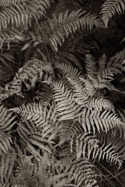 istock Vertical grayscale closeup of ferns 1455211641