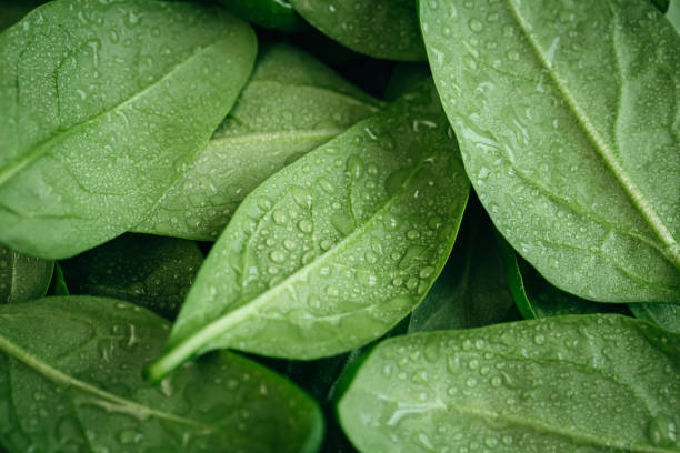 Wet fresh textured green baby spinach leaves, natural background. stock photo
